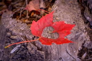 love-red-maple-leaves-love-canada-2023-11-27-05-35-01-utc Знакомства в Торонто и Онтарио